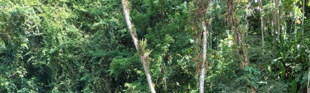 User banner image